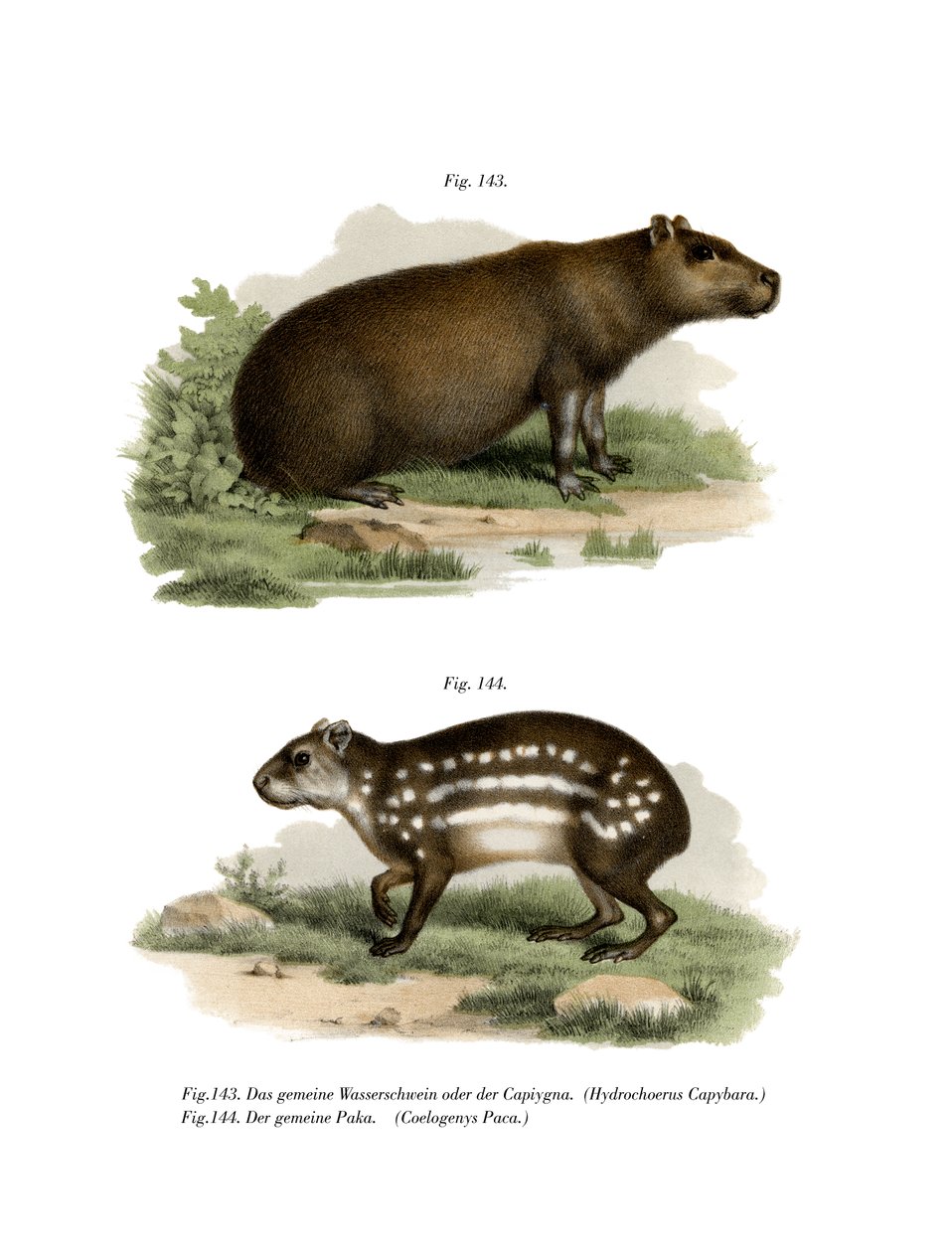 カピバラ、1860 作： ドイツ語学校
