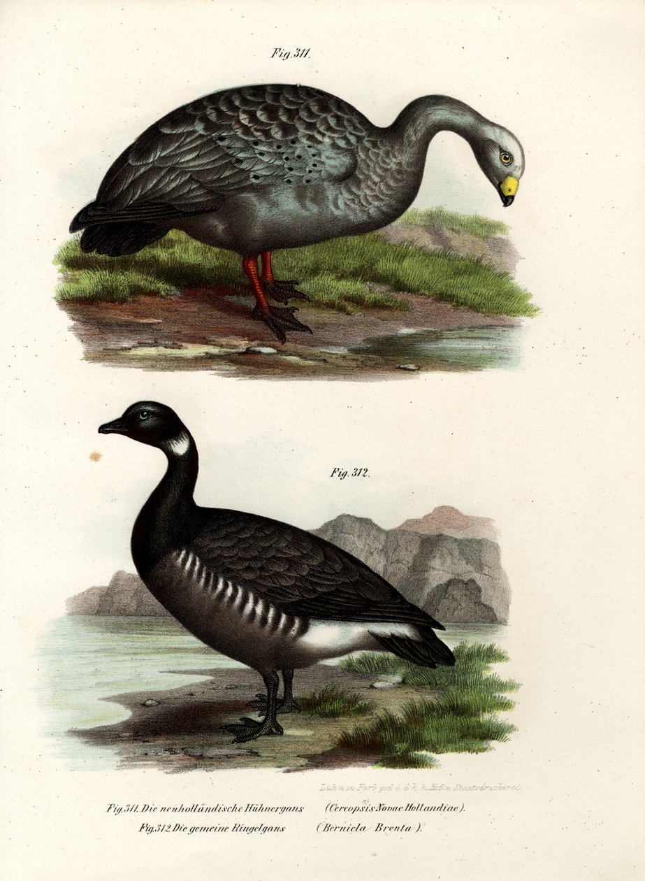 Cereopsis Goose、1864 作： ドイツ語学校