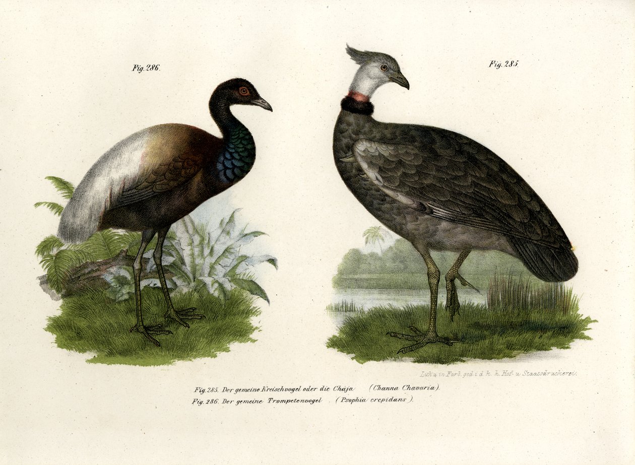 チャジャ鳥、1864 作： ドイツ語学校