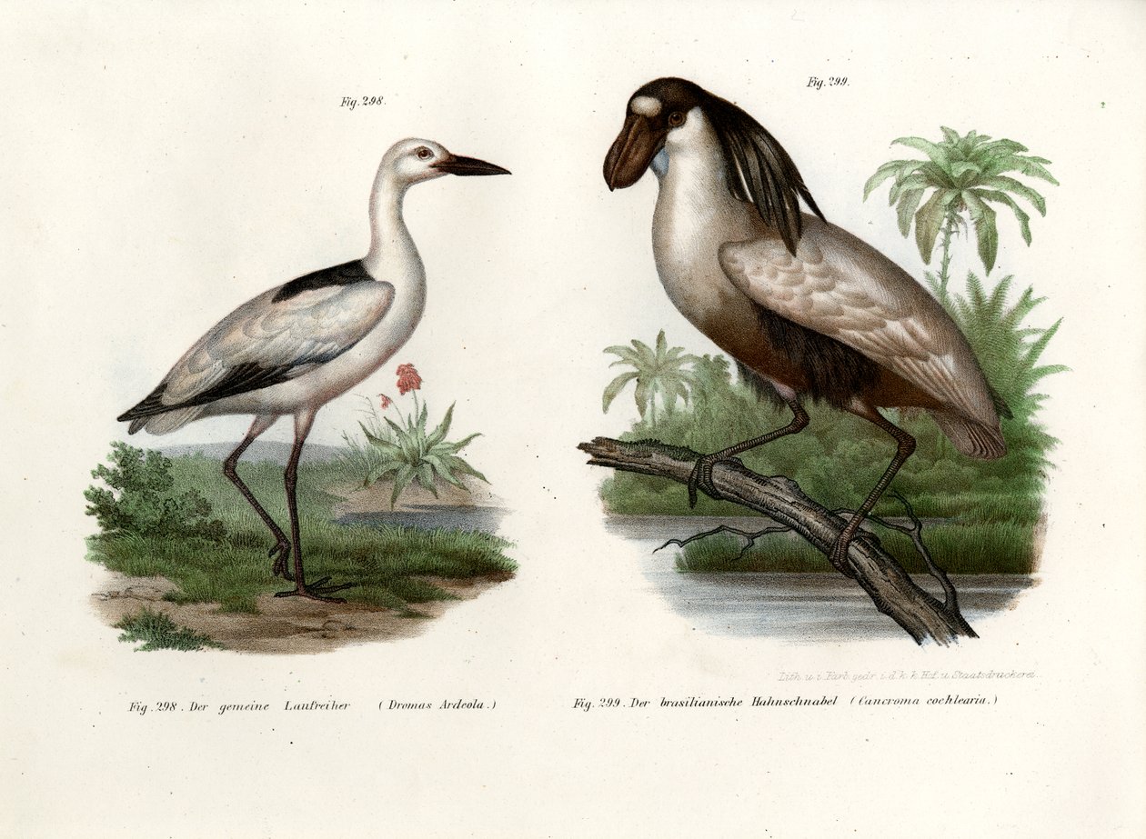 カニの千鳥、1864 作： ドイツ語学校