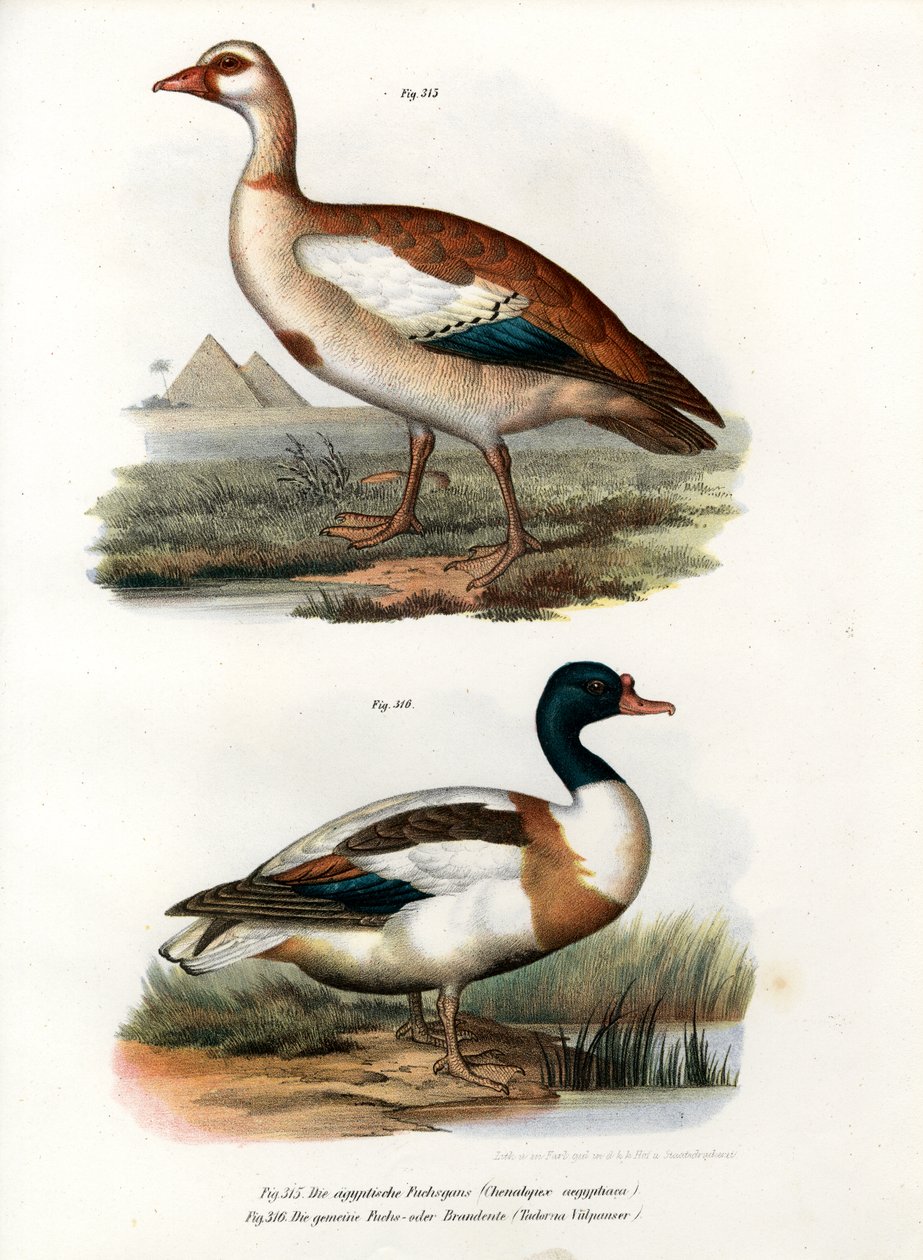 エジプトのガチョウ、1864 作： ドイツ語学校