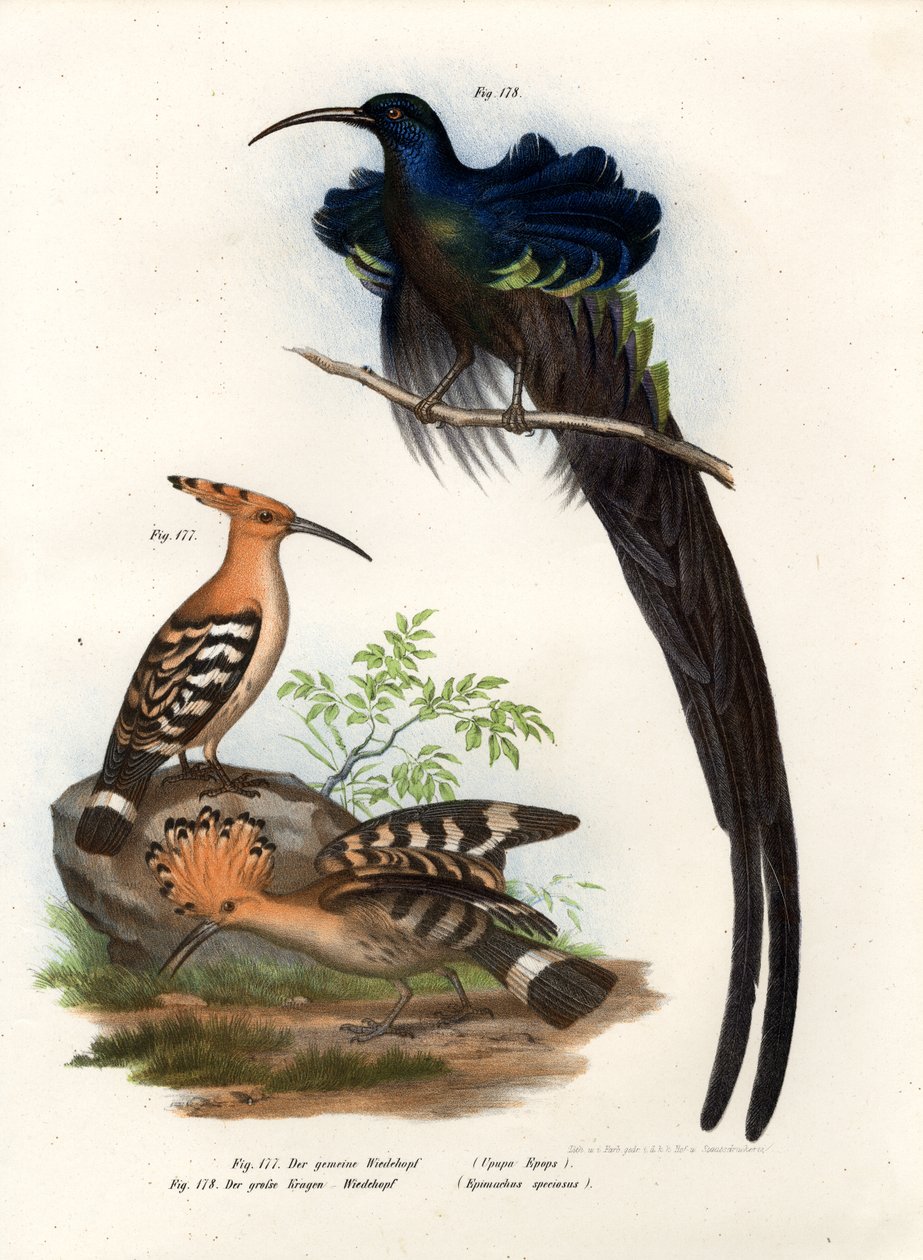 ヤツガシラ、1864 作： ドイツ語学校