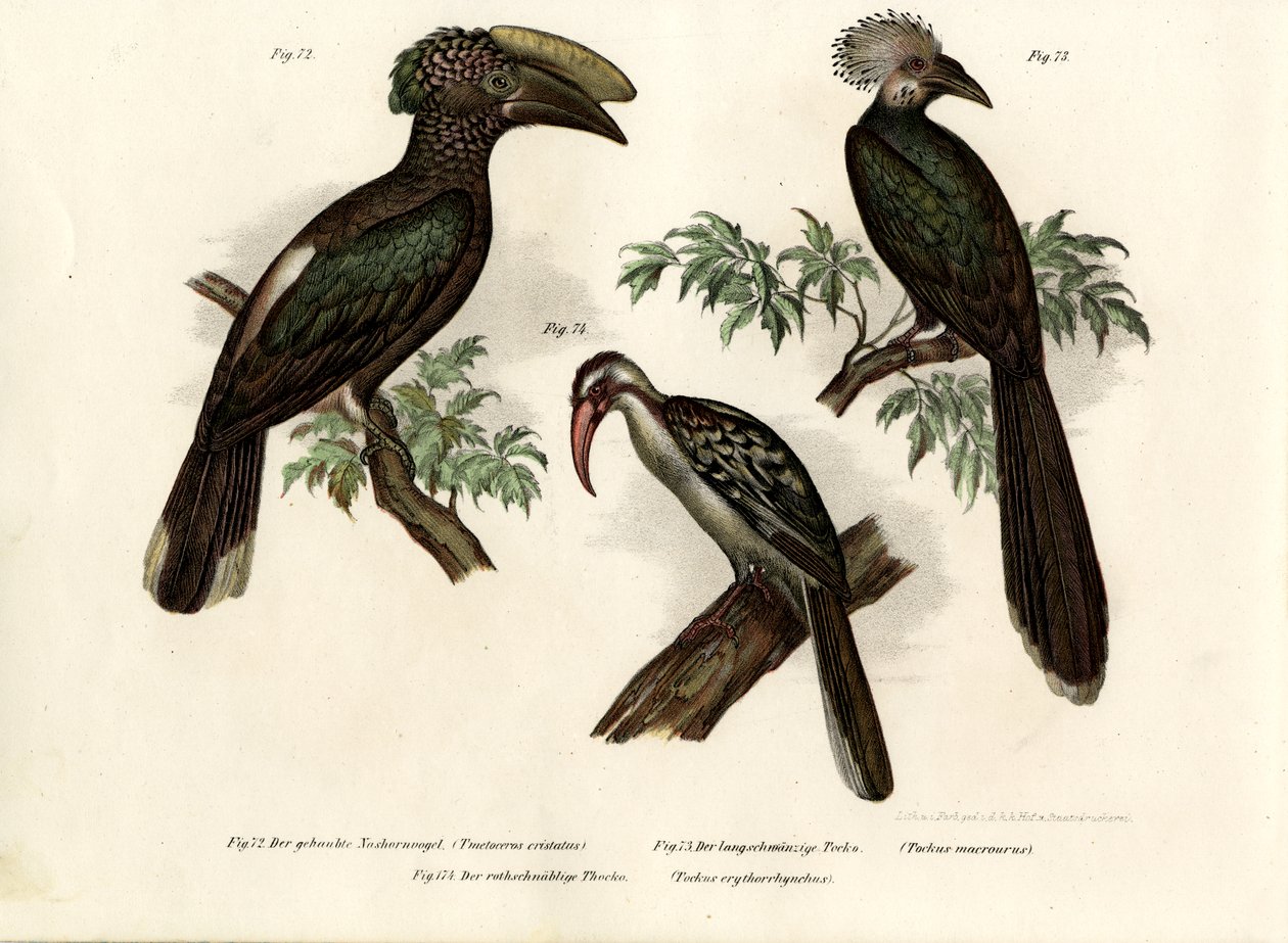 サイチョウ、1864 作： ドイツ語学校
