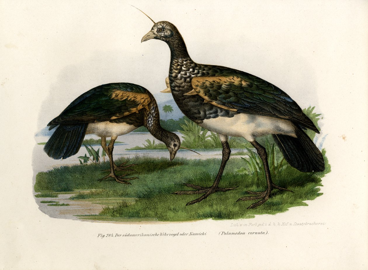 ホーンスクリーマー、1864年 作： ドイツ語学校
