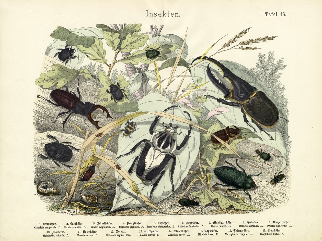昆虫、1860年頃 作： ドイツ語学校