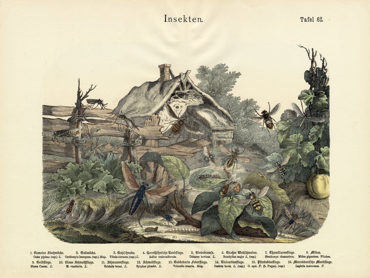 昆虫、1860年頃 作： ドイツ語学校