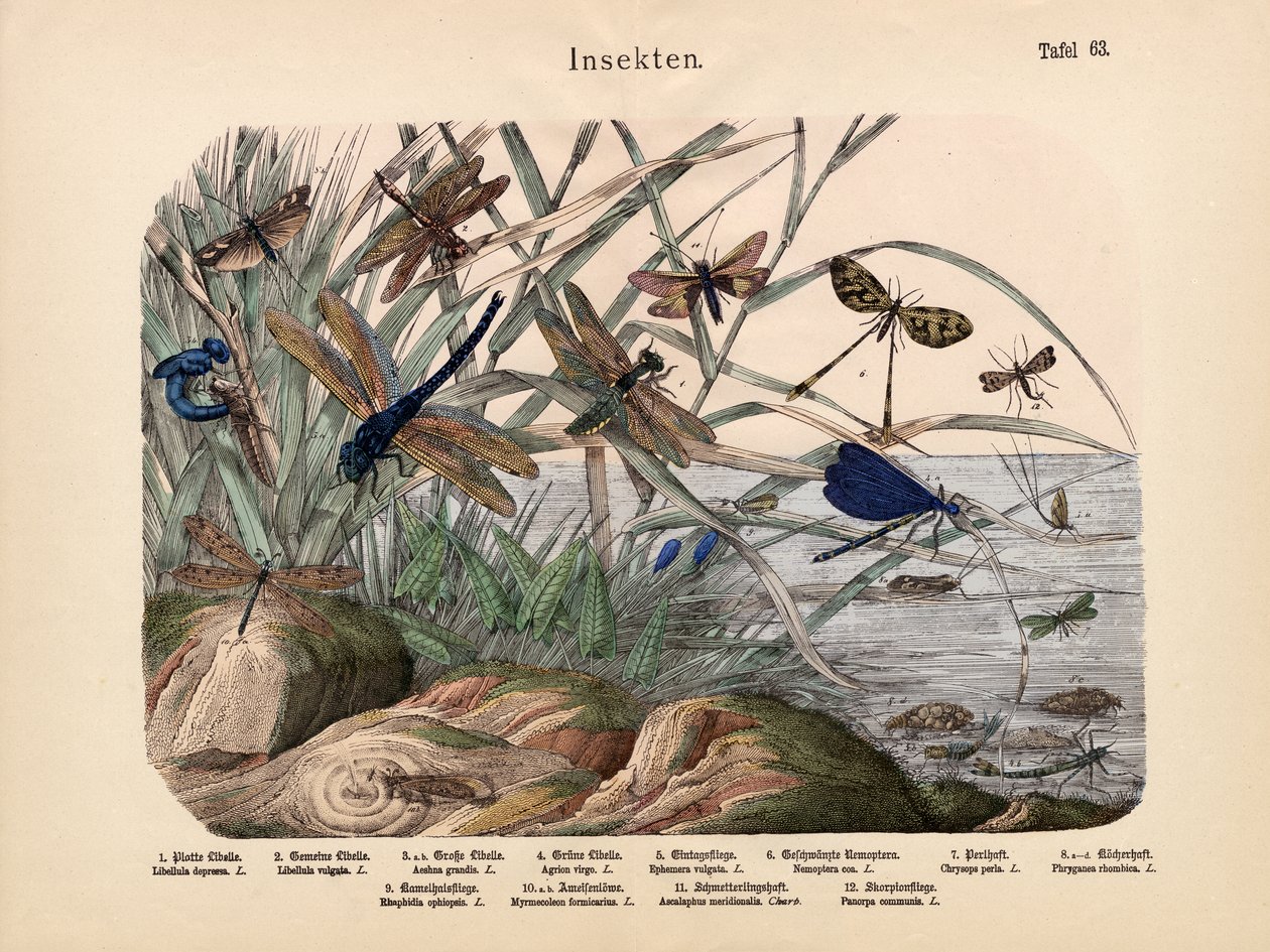 昆虫、1860年頃 作： ドイツ語学校