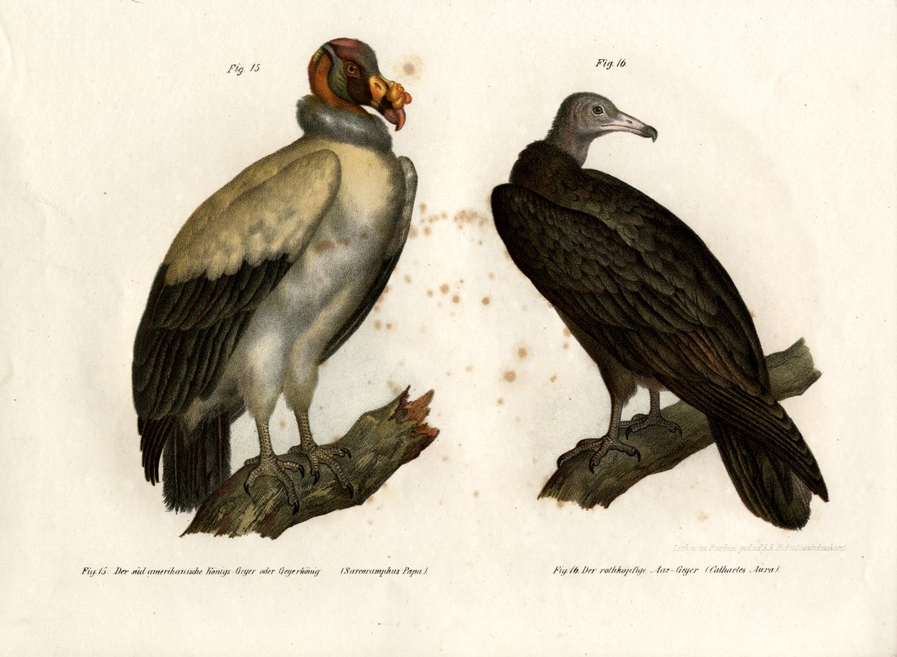 キングハゲワシ、1864 作： ドイツ語学校