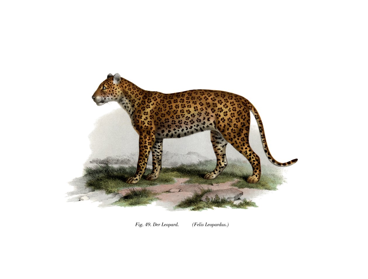 ヒョウ、1860 作： ドイツ語学校