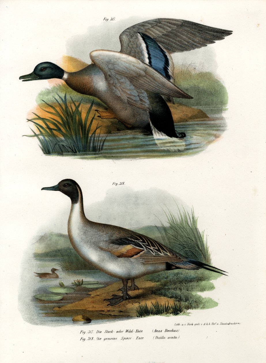 マガモ、1864 作： ドイツ語学校