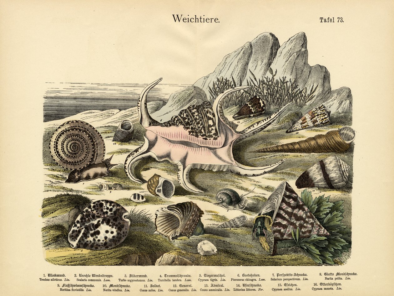軟体動物、1860年頃 作： ドイツ語学校
