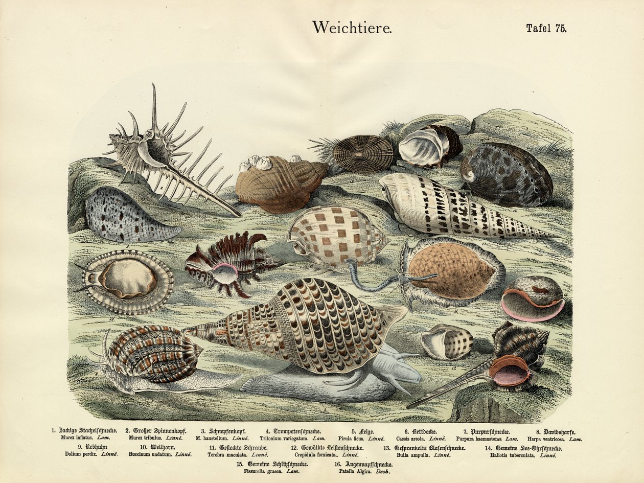 軟体動物、1860年頃 作： ドイツ語学校