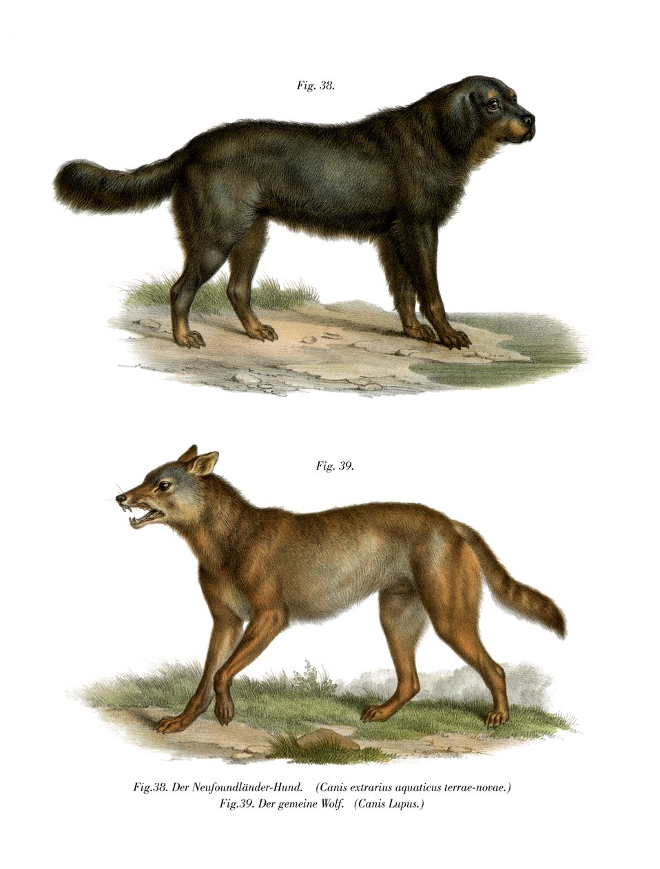 ニューファンドランド犬、1860年 作： ドイツ語学校