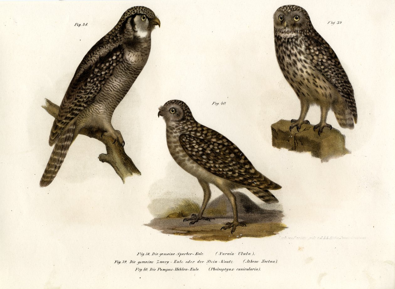 ノーザンホークフクロウ、1864年 作： ドイツ語学校