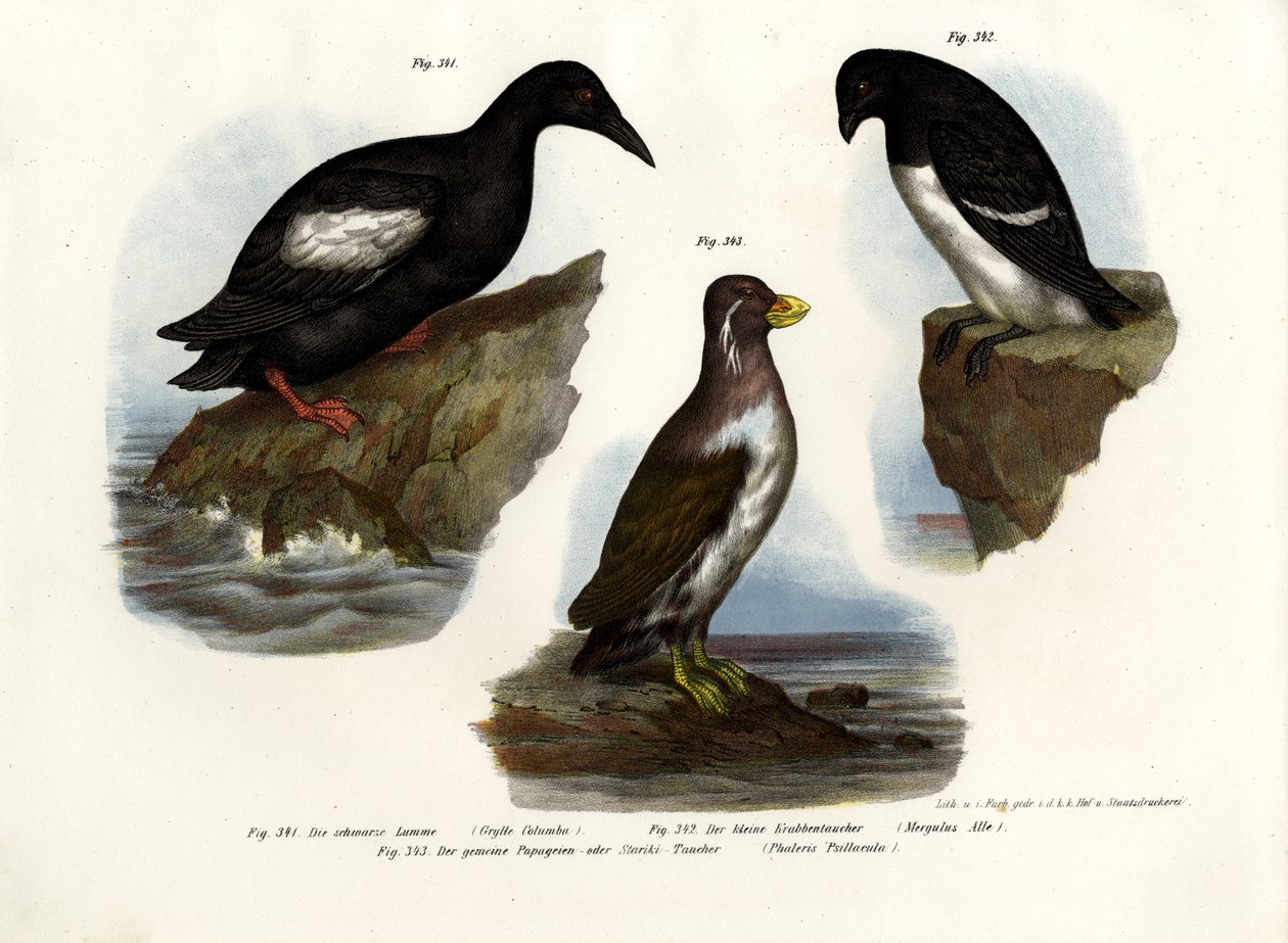 ピジョンギレモット、1864年 作： ドイツ語学校