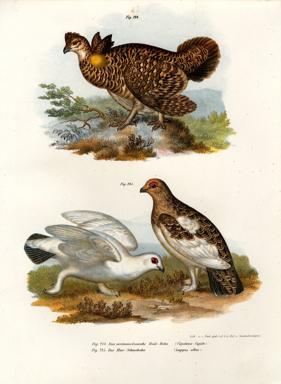 Pinnated Grouse、1864 作： ドイツ語学校