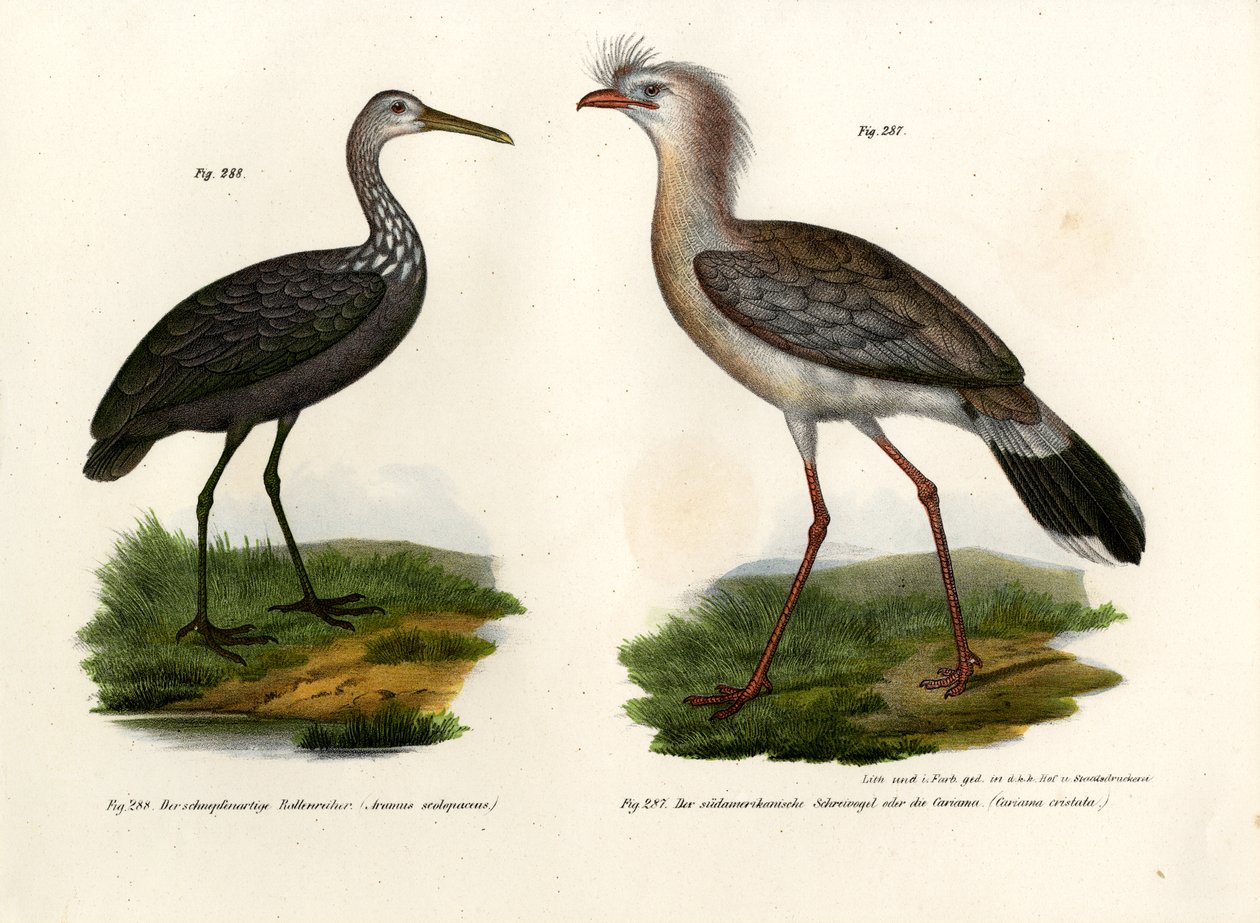 アカノガンモドキ、1864 作： ドイツ語学校