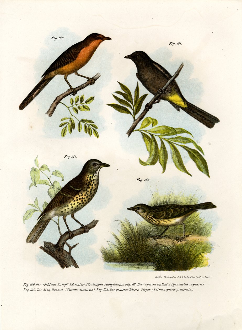 Rufous-breasted Babbler、1864 作： ドイツ語学校