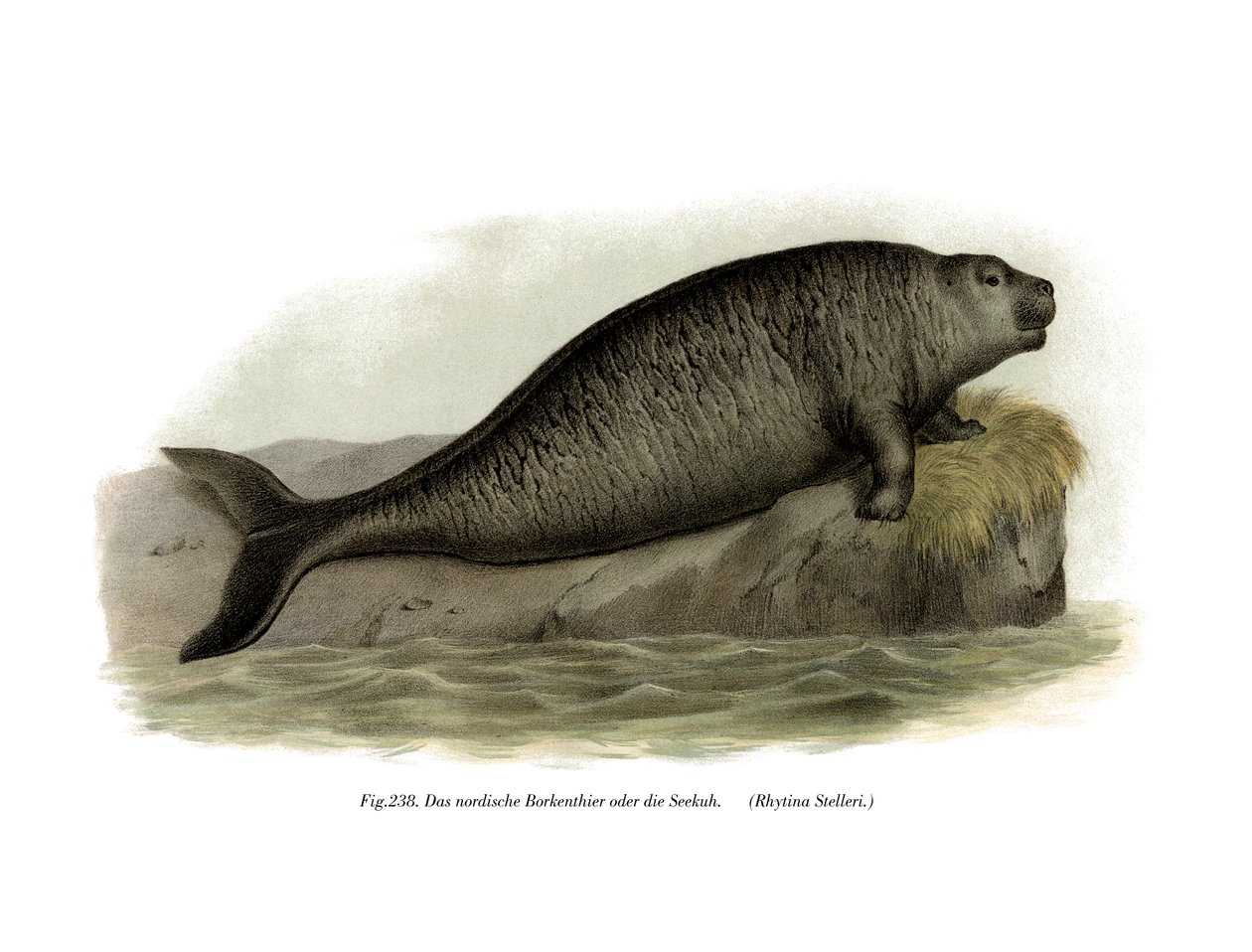 Stellers Sea Cow、1860 作： ドイツ語学校