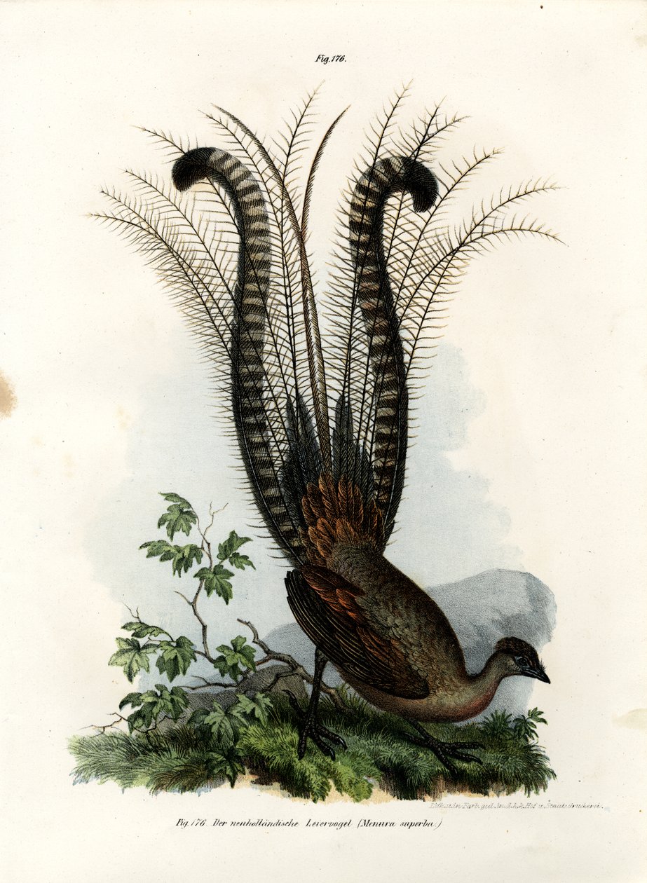 素晴らしいLyrebird、1864 作： ドイツ語学校