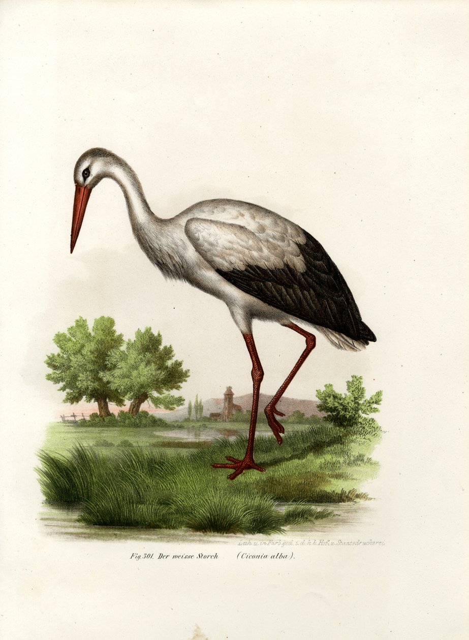 コウノトリ、1864 作： ドイツ語学校