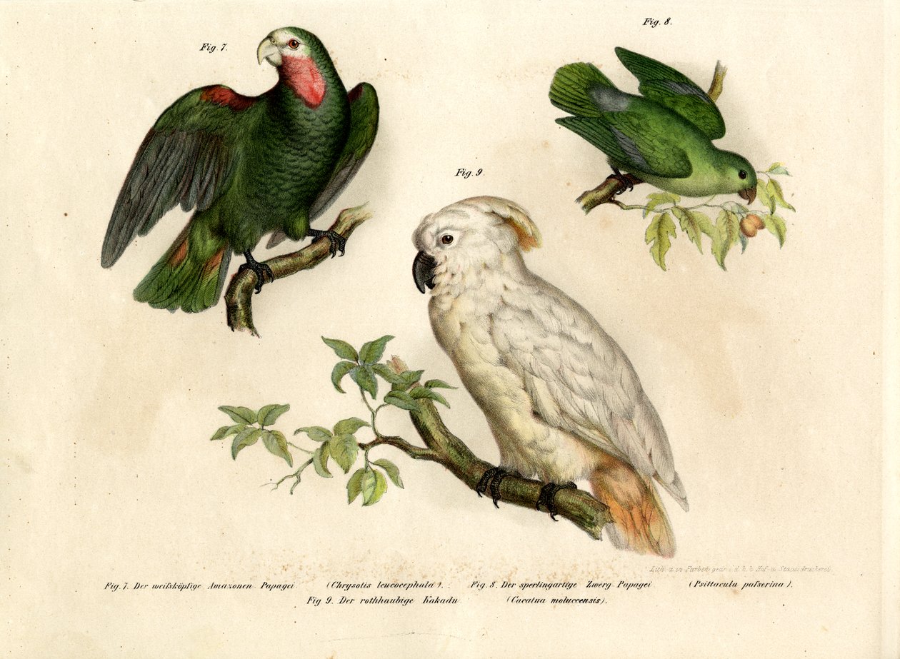 白頭のオウム、1864 作： ドイツ語学校