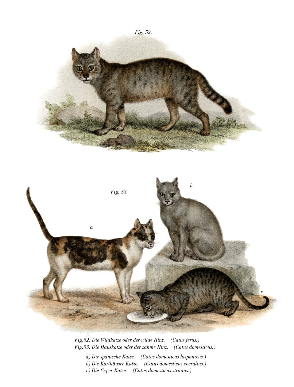 ワイルドキャット、1860 作： ドイツ語学校
