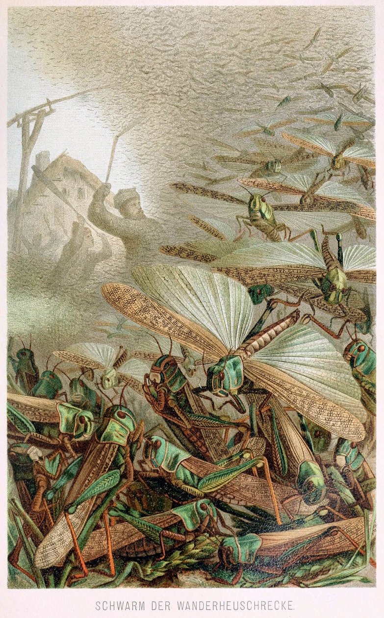 激安大特価！ Tierleben Brehms パブのイナゴの群れ。 年代のカラー 1860 版画