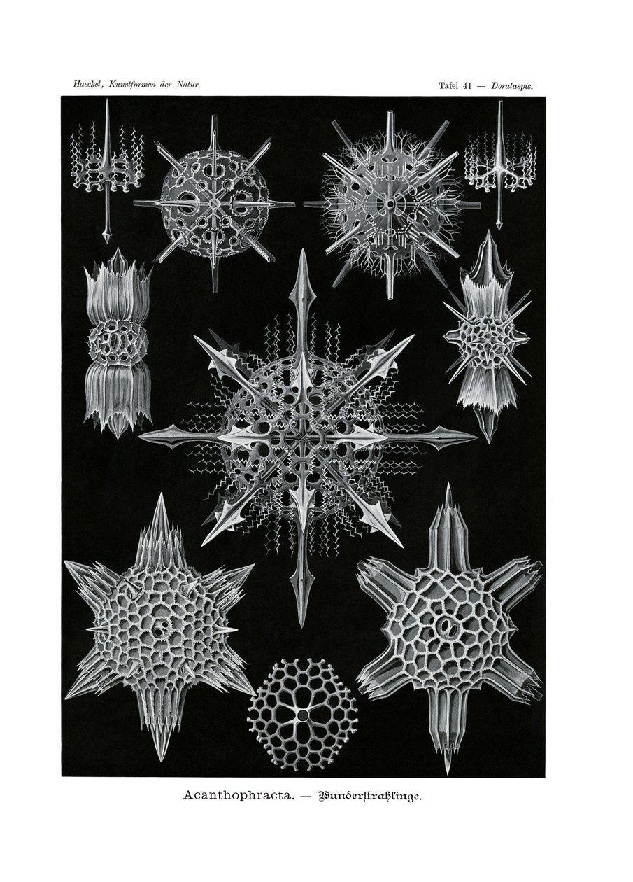 Acanthophracta、1899-1904 作： ドイツ語学校