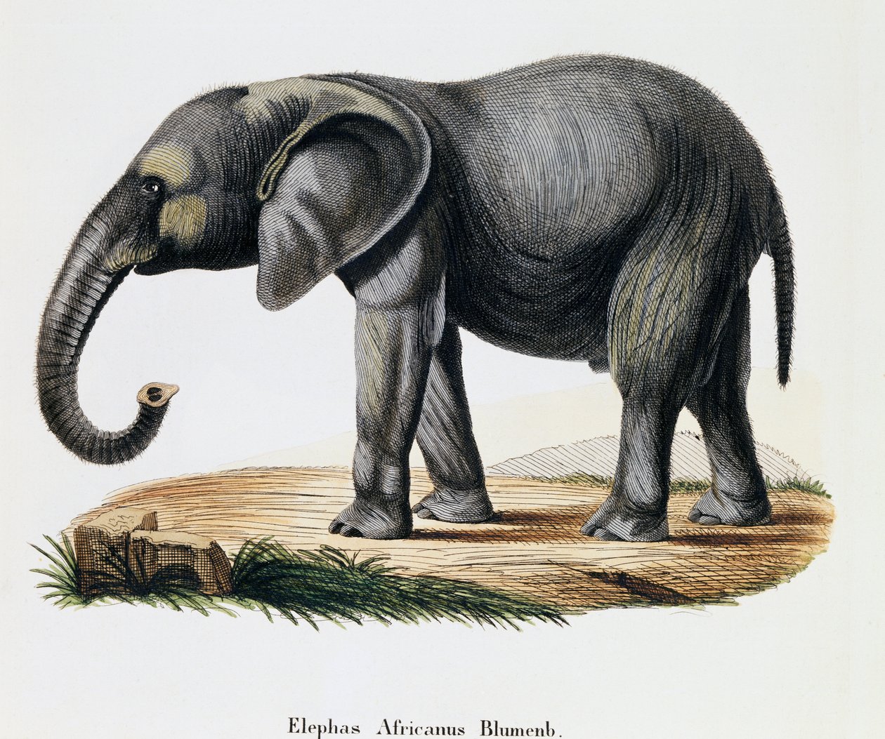 アフリカゾウ（Elephas africanus）、ヨハン・クリスチャン・ダニエル・フォン・シュレーバー（1739-1810）著『自然から描かれた哺乳類とその解説』より、A・フライシュマンのデッサンの後にIC・ボックが彫ったもの、ドイツ 作： ドイツ語学校