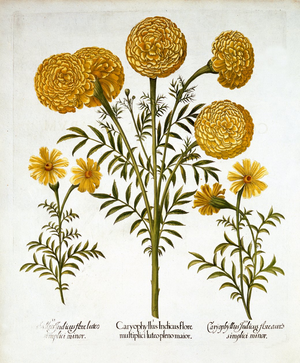 アフリカのマリーゴールドとフランスのマリーゴールド、ホルタスEystettensisから、バジルベスラー（1561-1629）、パブ。 1613（手塗りの彫刻） 作： ドイツ語学校