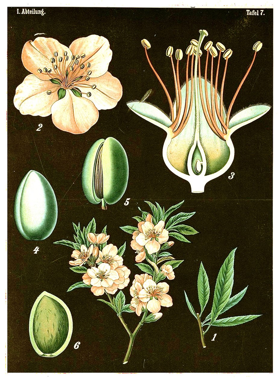 アーモンド（プルナスアミグダルス）c.1890（クロモリソグラフ） 作： ドイツ語学校