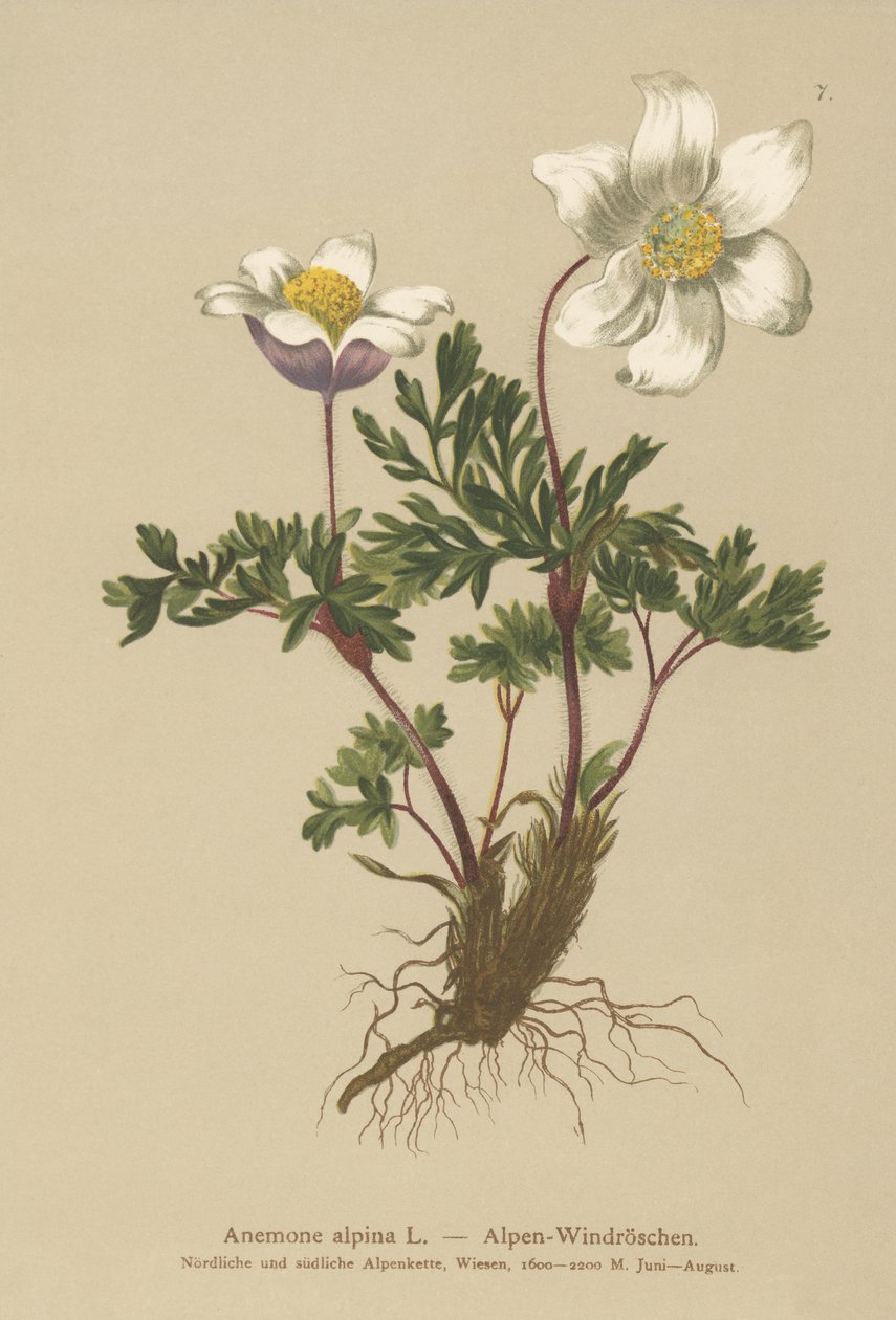 アルパインアネモネ（Anemone alpina、Pulsatilla alpina） 作： ドイツ語学校