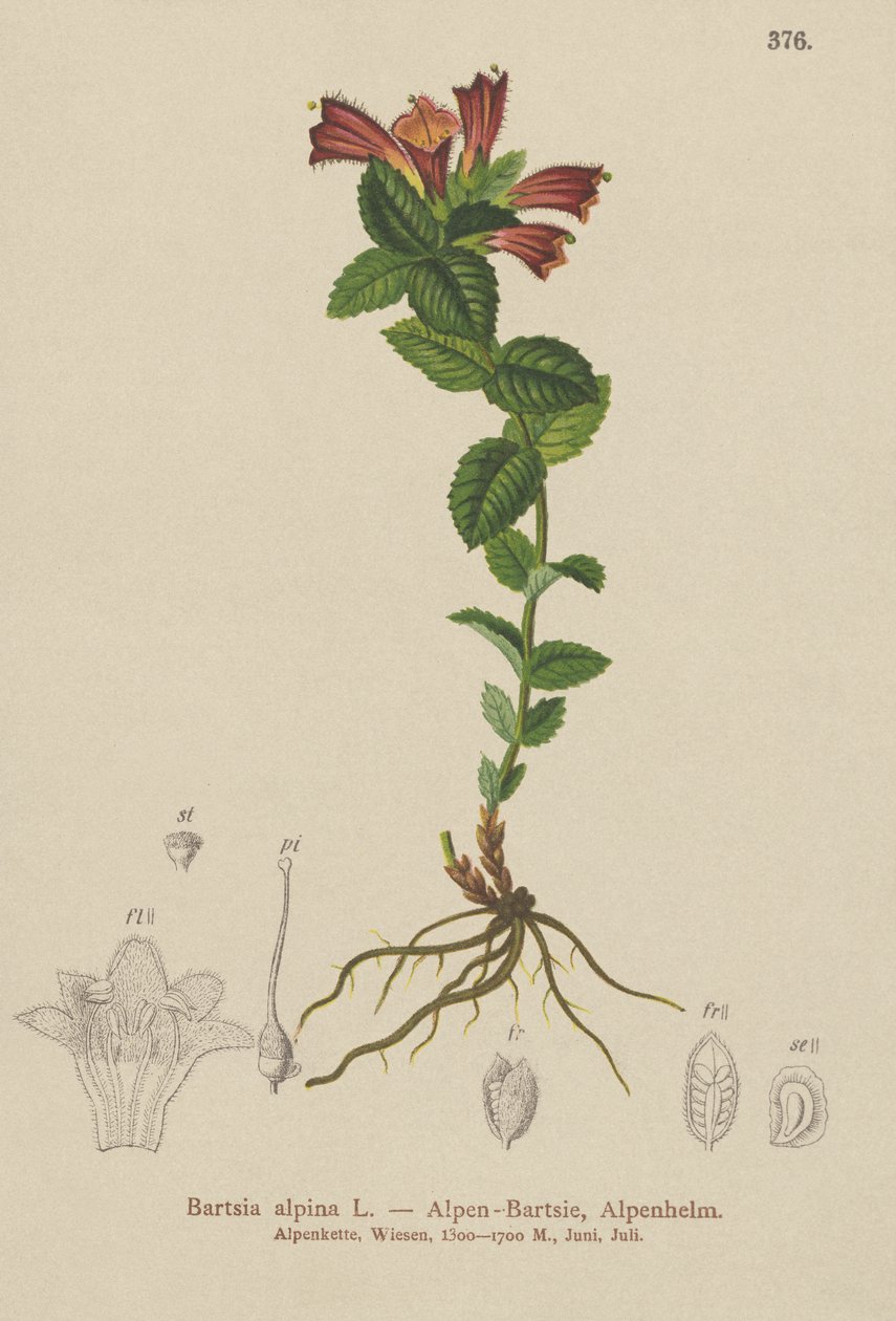 アルパインバルシア（Bartsia alpina） 作： ドイツ語学校