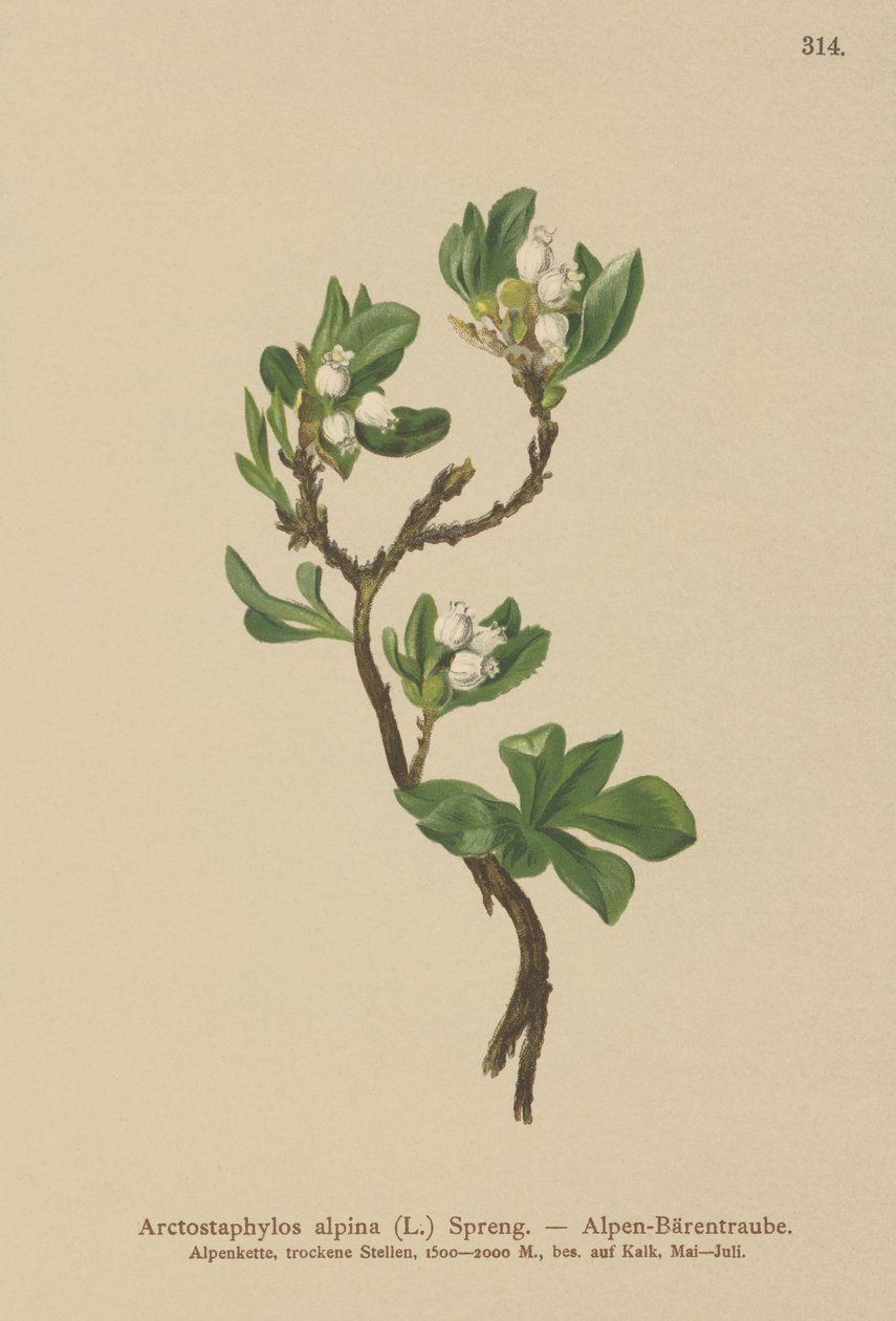 アルパインベアベリー（Arctostaphylos alpina、Arctostaphylos alpinus） 作： ドイツ語学校
