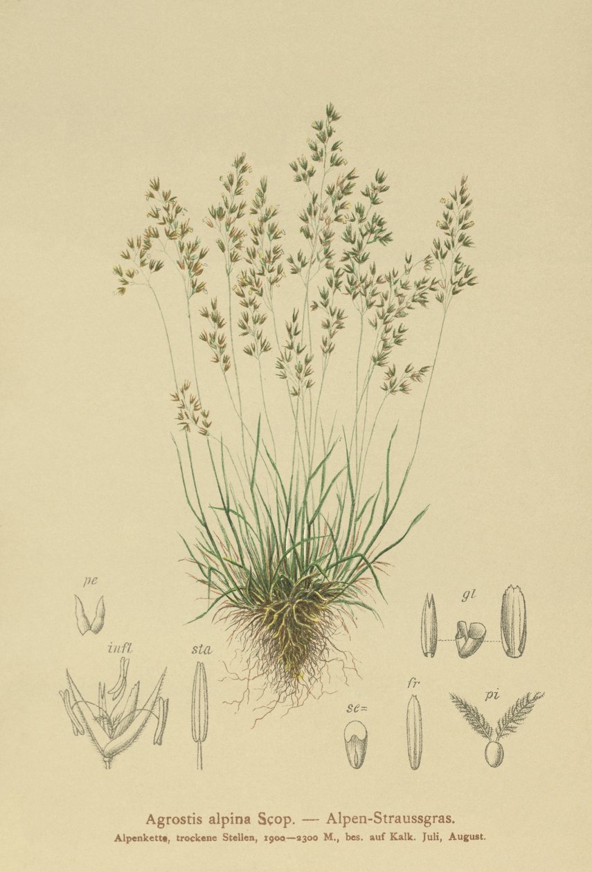 アルパインベントグラス（Agrostis alpina、Aira flavescens） 作： ドイツ語学校