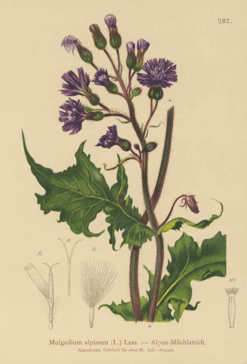 アルパインブルーソウアザミ（Mulgedium alpinum、Cicerbita alpina） 作： ドイツ語学校