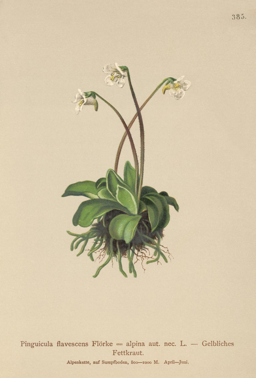 アルパインバターワート（Pinguicula flavescens、Pinguicula alpina） 作： ドイツ語学校