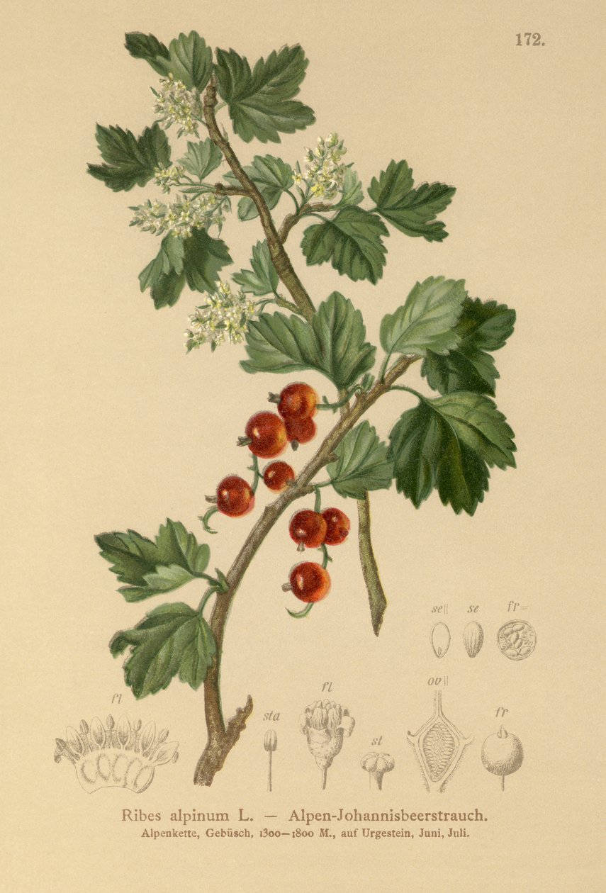 アルパインカラント（Ribes alpinum） 作： ドイツ語学校