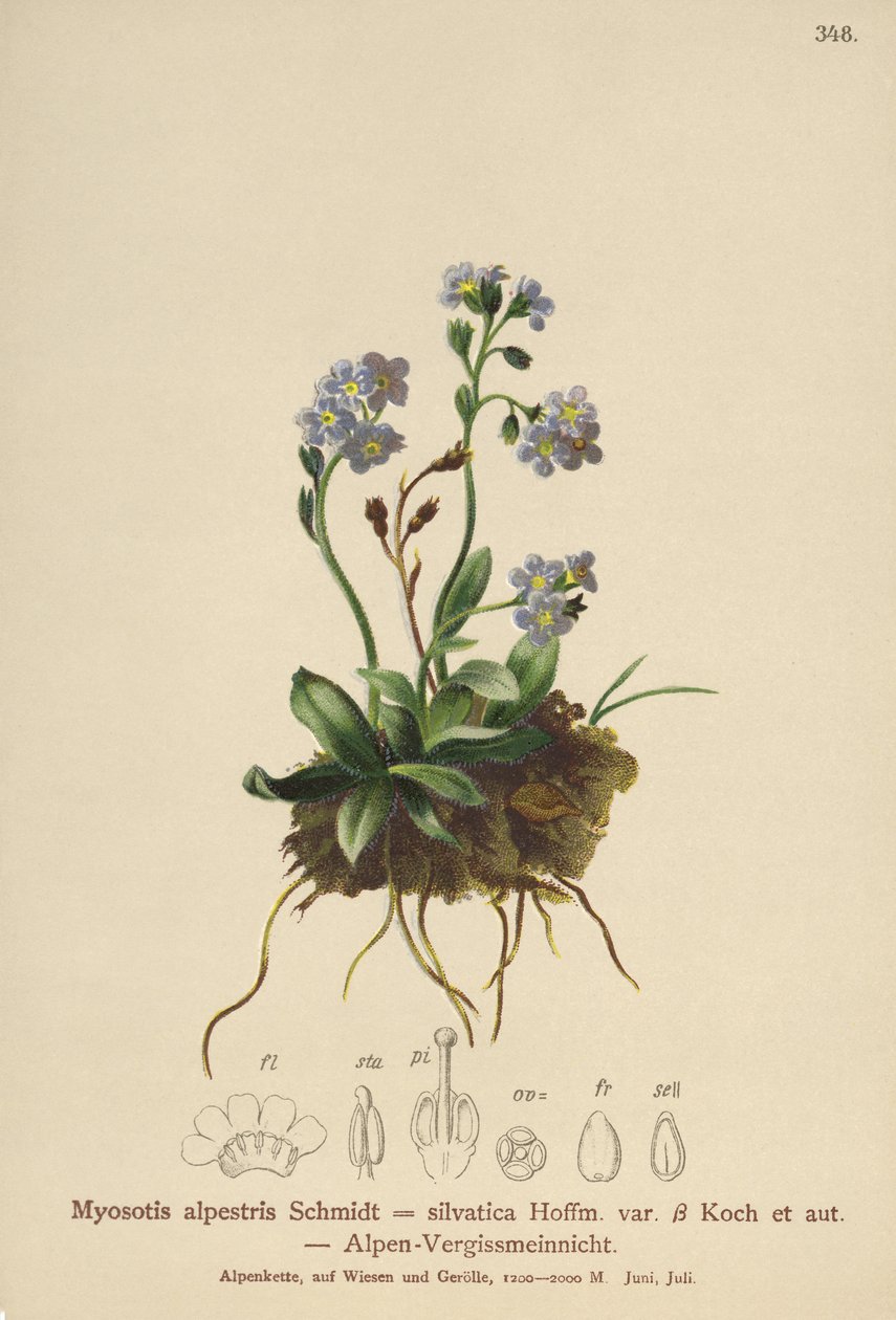 高山ワスレナグサ（Myosotis alpestris、Myosotis silvatica） 作： ドイツ語学校