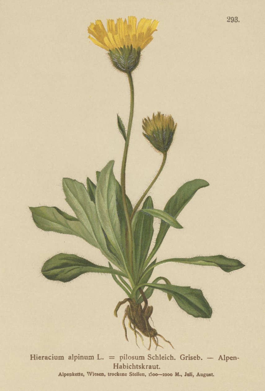 アルパイン（Sorghum alpmum Hieracium Alpen Hieracium hairiness） 作： ドイツ語学校