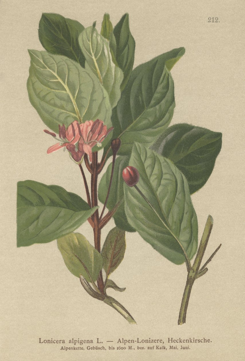高山スイカズラ（Lonicera alpigena） 作： ドイツ語学校