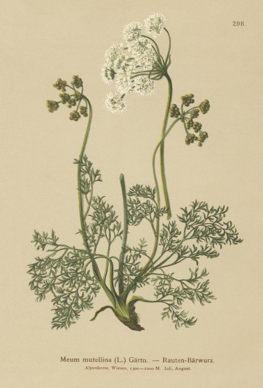 Alpine Lovage（My mutellina、Lovage mutellina） 作： ドイツ語学校