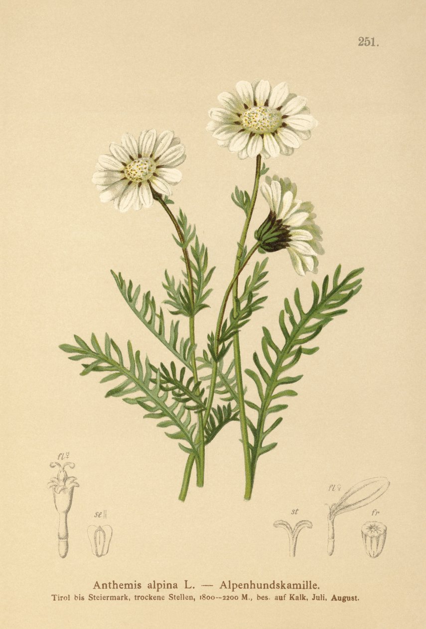 アルパインメイウィード（Anthemis alpina、Achillea oxyloba subsp。schuri） 作： ドイツ語学校