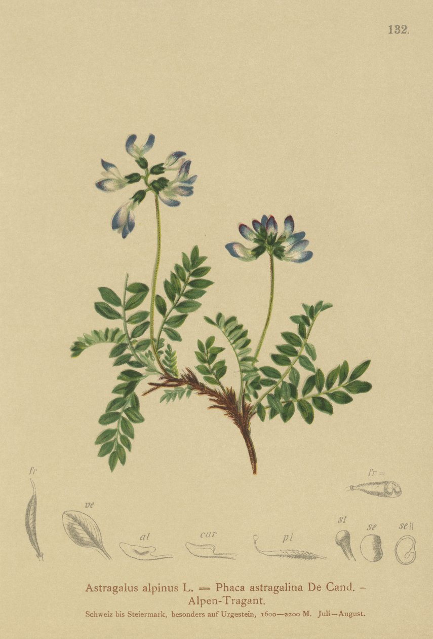 アルパインミルクヴェッチ（Astragalus alpinus、Phaca astragalina） 作： ドイツ語学校