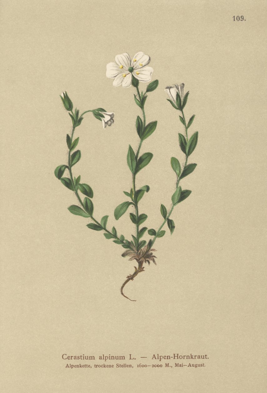 高山マウス耳（Cerastium alpinum） 作： ドイツ語学校