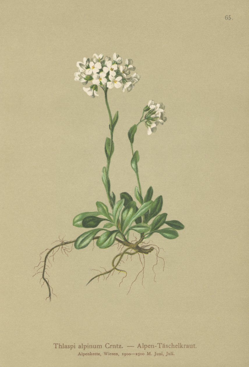 アルパインペニークレス（Thlaspi alpinum、Noccaea alpestris subsp。alpestris、Thlaspi minimum、Noccaea crantzii、Thlaspi kerneri、Thlaspi alpinum var。kerneri、Thlaspi alpestre） 作： ドイツ語学校