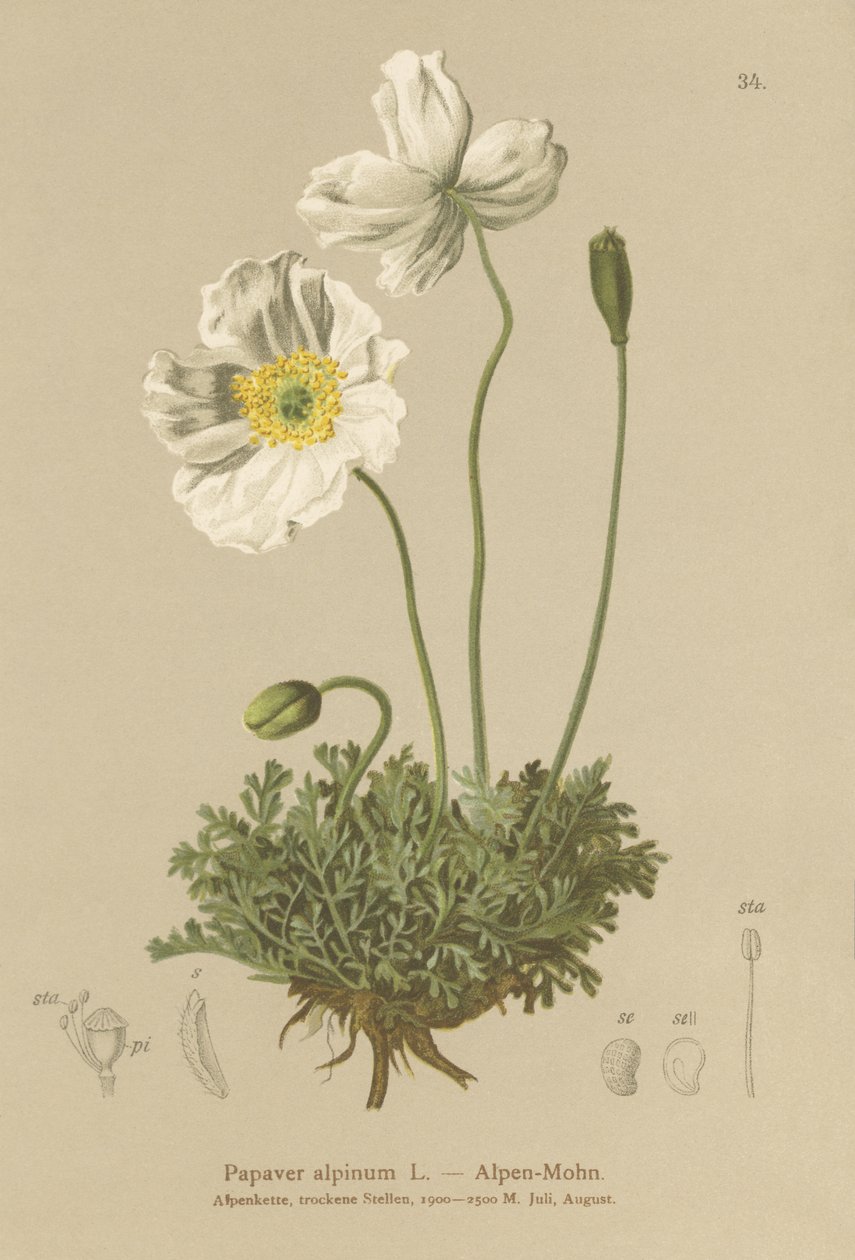 アルパインポピー（Papaver alpinum、subsp。alpinum） 作： ドイツ語学校