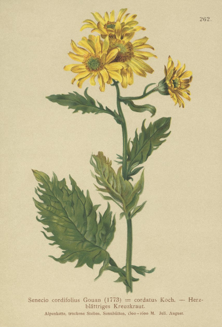 アルパインセージ（Salvia cordifolius Senecio形のSenecio ALPINUS、Jacobaeus alpina） 作： ドイツ語学校