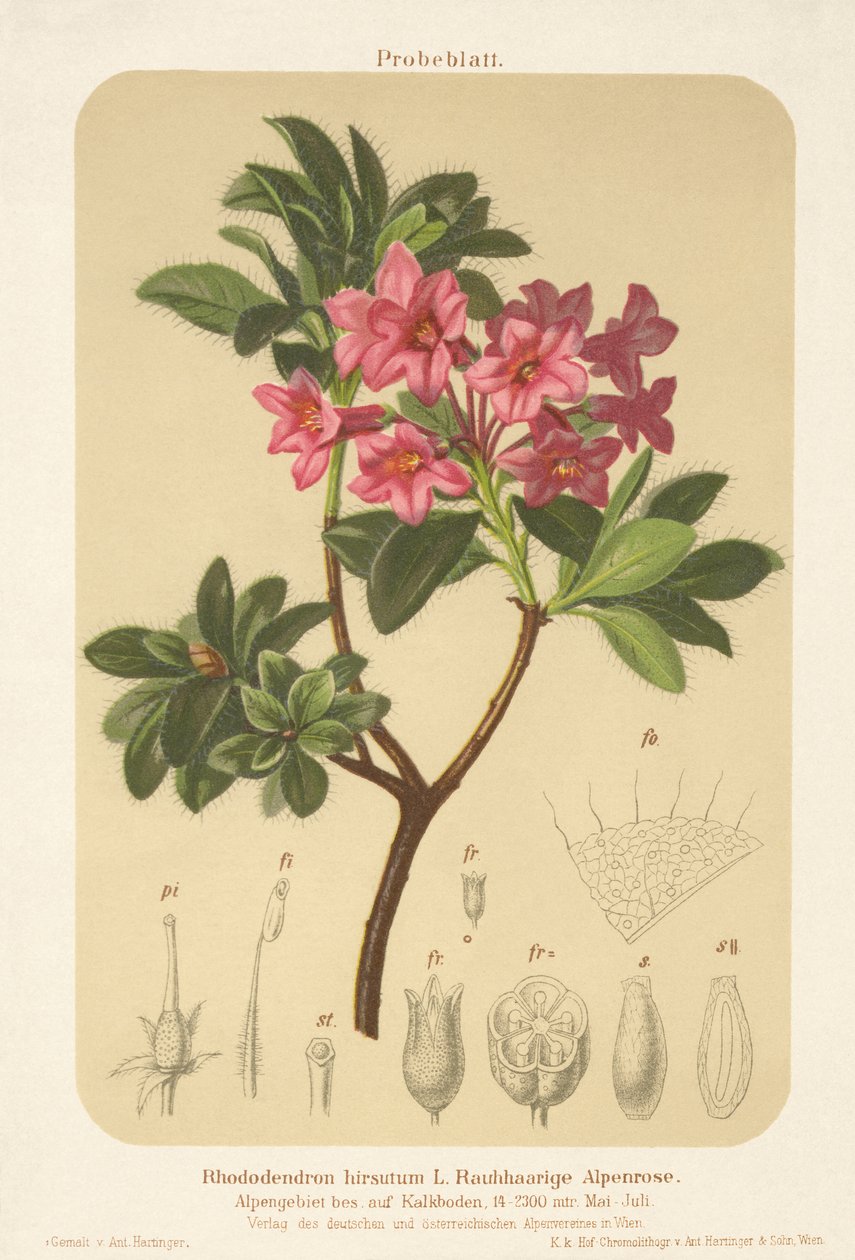 アルパインローズ（Rhododendron hirsutum） 作： ドイツ語学校